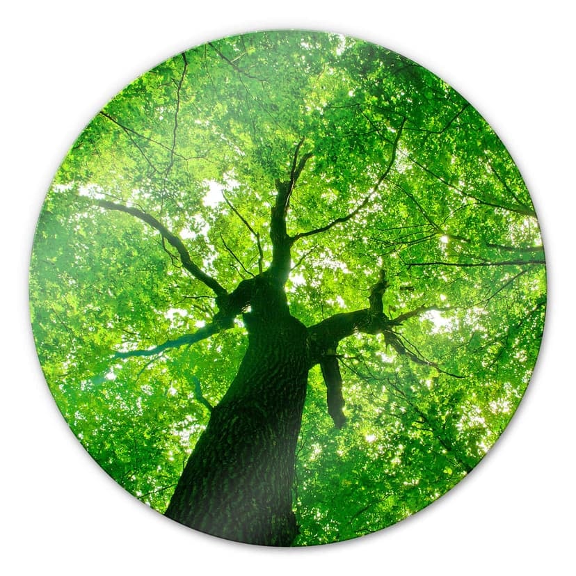 Stampa su vetro - Sotto gli alberi - tondo