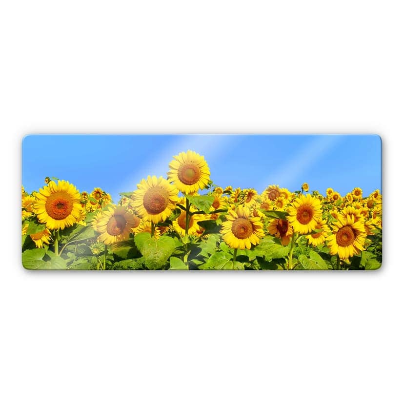 Campo di girasoli - panorama