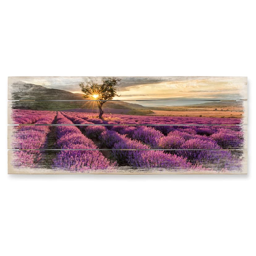 Fiori di lavanda in Provenza 01 - panoramica
