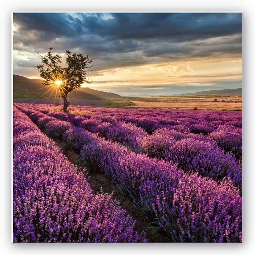 Stampa su Forex - Fiori di lavanda in Provenza - quadrato