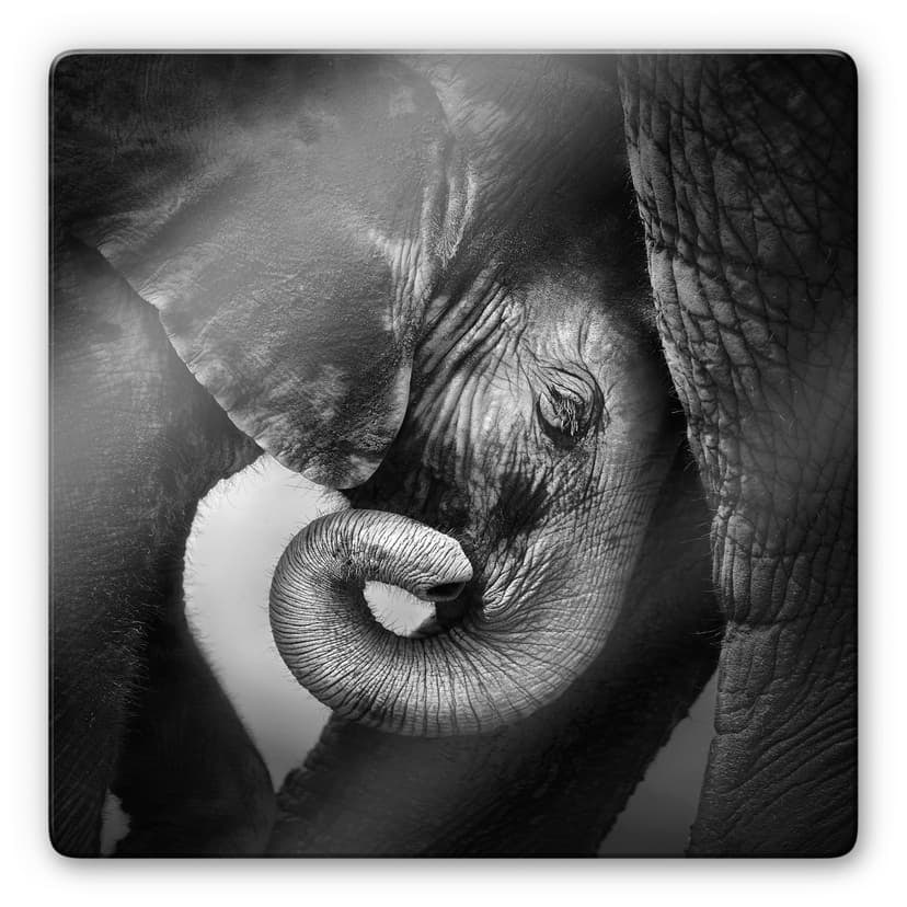 Il cucciolo di elefante - quadrato