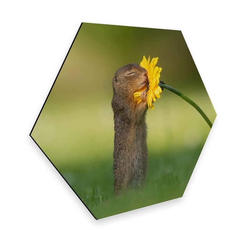Esagoni in Alu-dibond van Duijn - Scoiattolo annusa un fiore