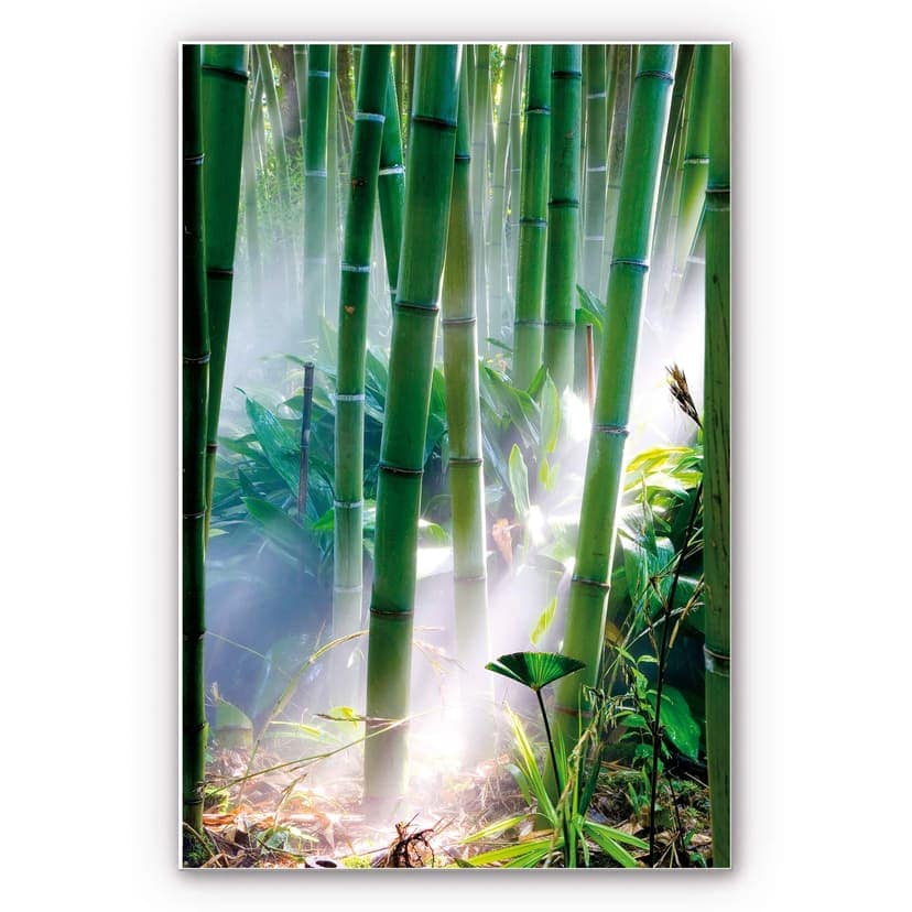 Stampa su Forex - Foresta di bambù