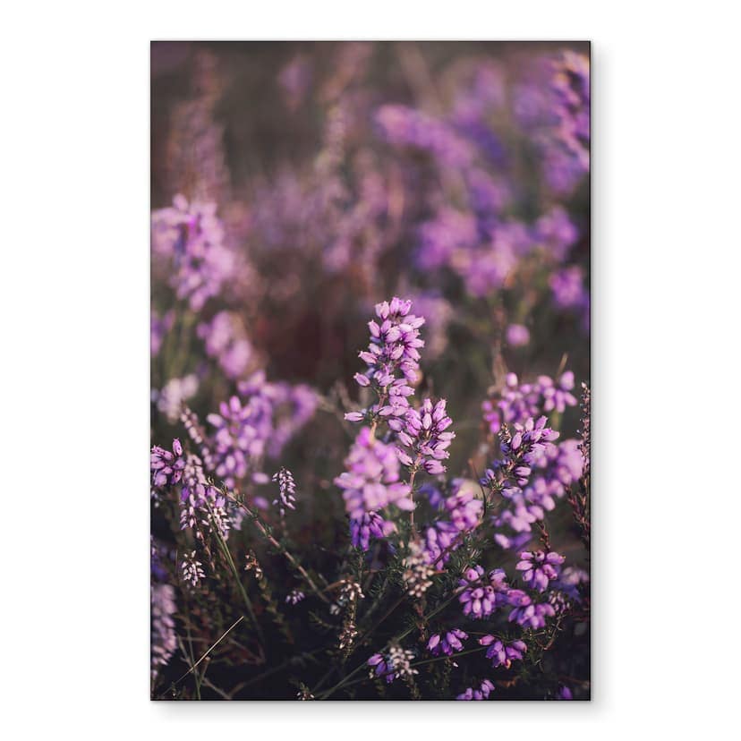 Stampe per pareti con fiori di erica viola in una luce calda | fotografia naturalistica per il soggi