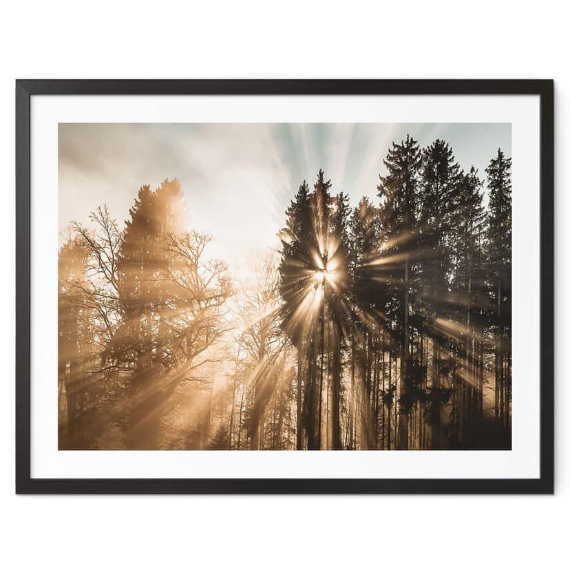Poster della natura raggi di luce nella foresta - Eisenmann