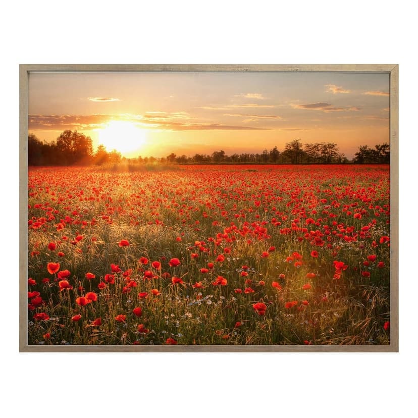 Poster - Campo di papaveri al tramonto