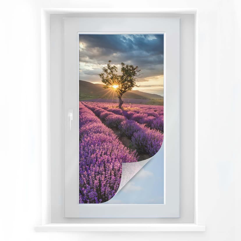 Pellicola adesiva per vetri - fiori di lavanda in Provenza (panoramica)
