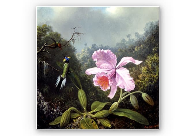 Stampa su Forex Heade - Orchidea e colibrì