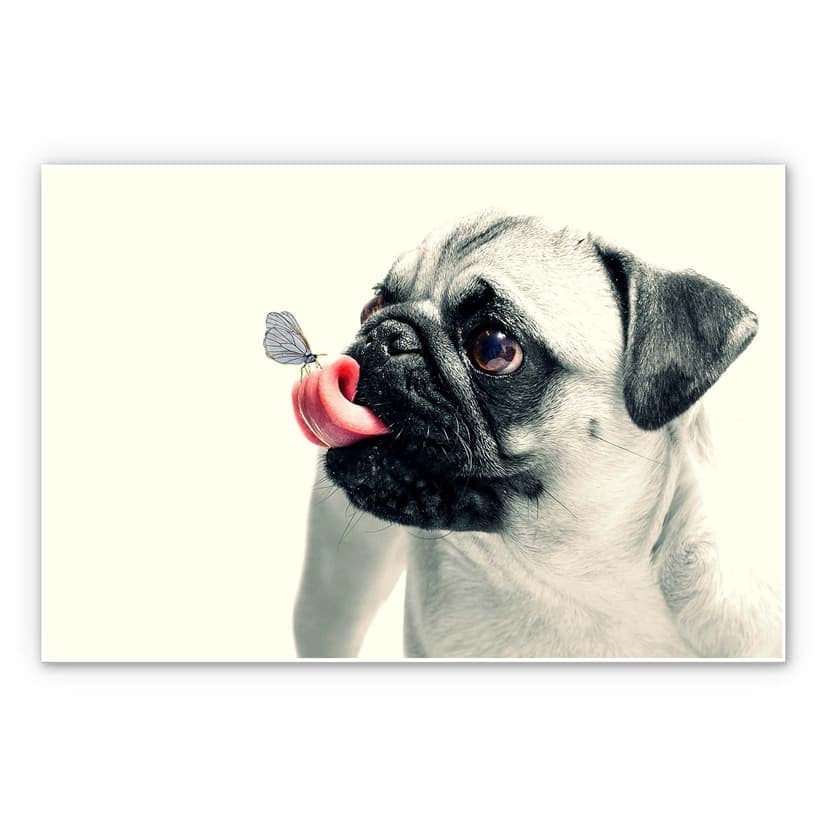 Stampa su Forex - Affetto bestiale