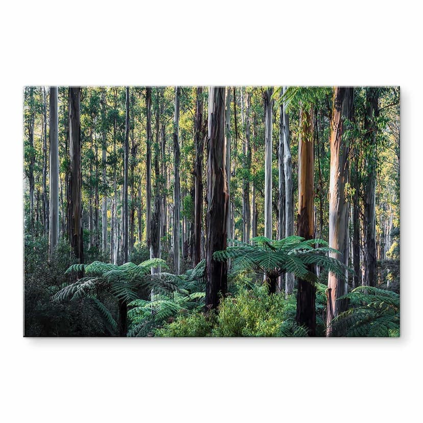 Stampa su vetro Foresta di eucalipti negli Yarra Ranges - Colombo