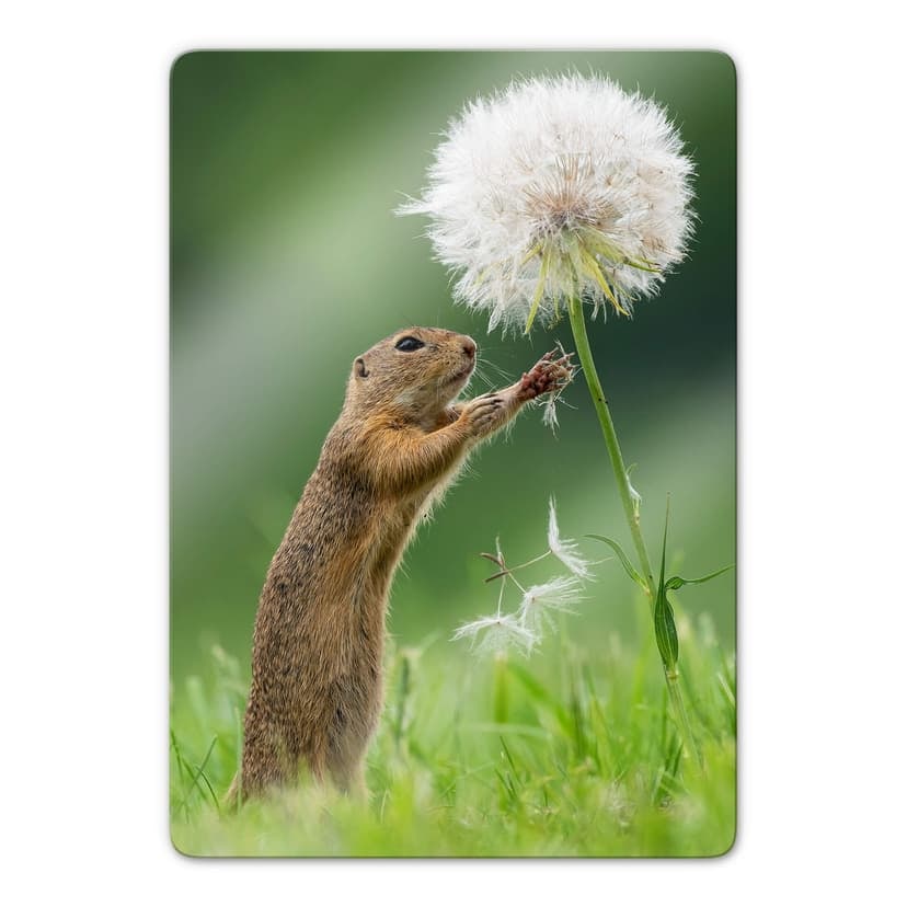 Glasbild van Duijn - Erdhörnchen mit Pusteblume