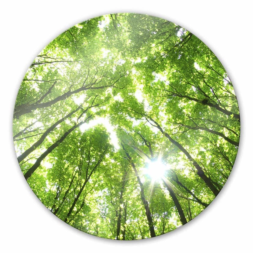 Foresta soleggiata 2 - tondo