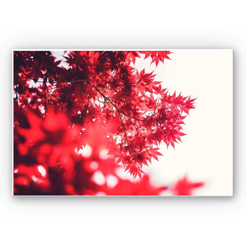 Stampa su Forex - Acero in autunno