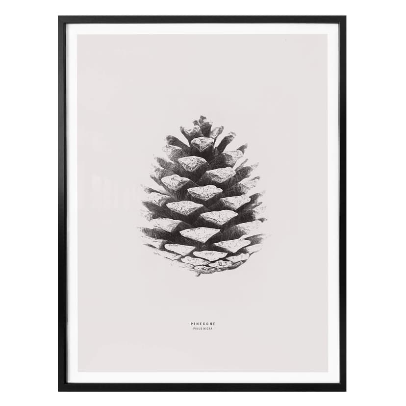 Poster - Pigna