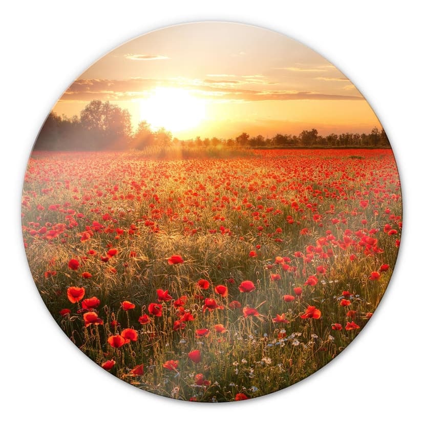 Campo di papaveri al tramonto - tondo
