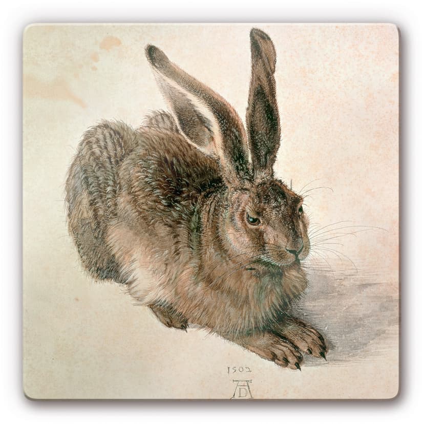 Dürer - Giovane lepre