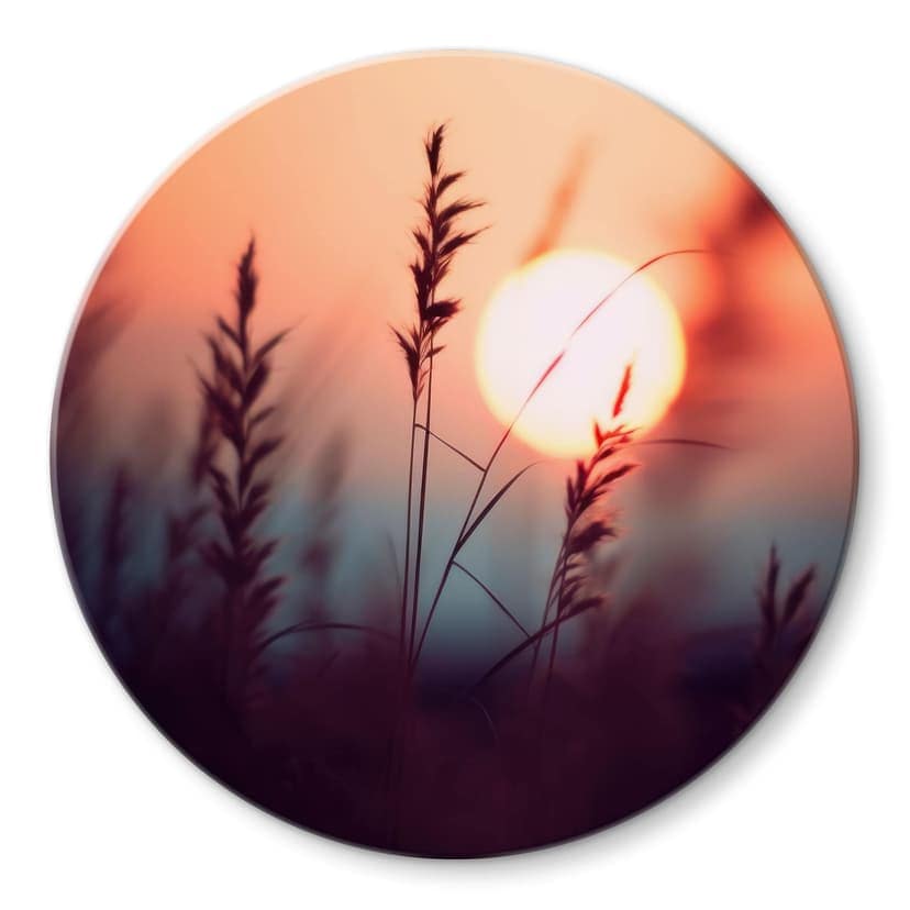 Stampa su vetro Erbe alla luce del sole - Treechild - Rotondo