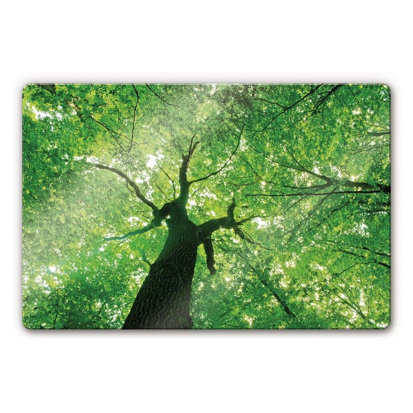 Stampa su vetro - Sotto gli alberi