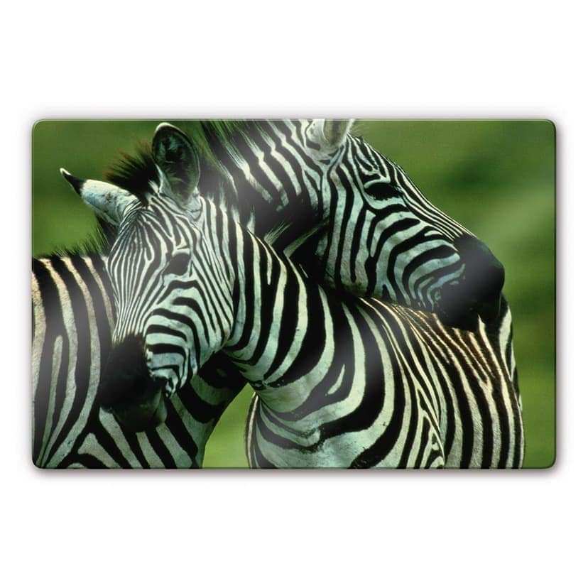 Stampa su vetro - National Geographic - coppia di zebre