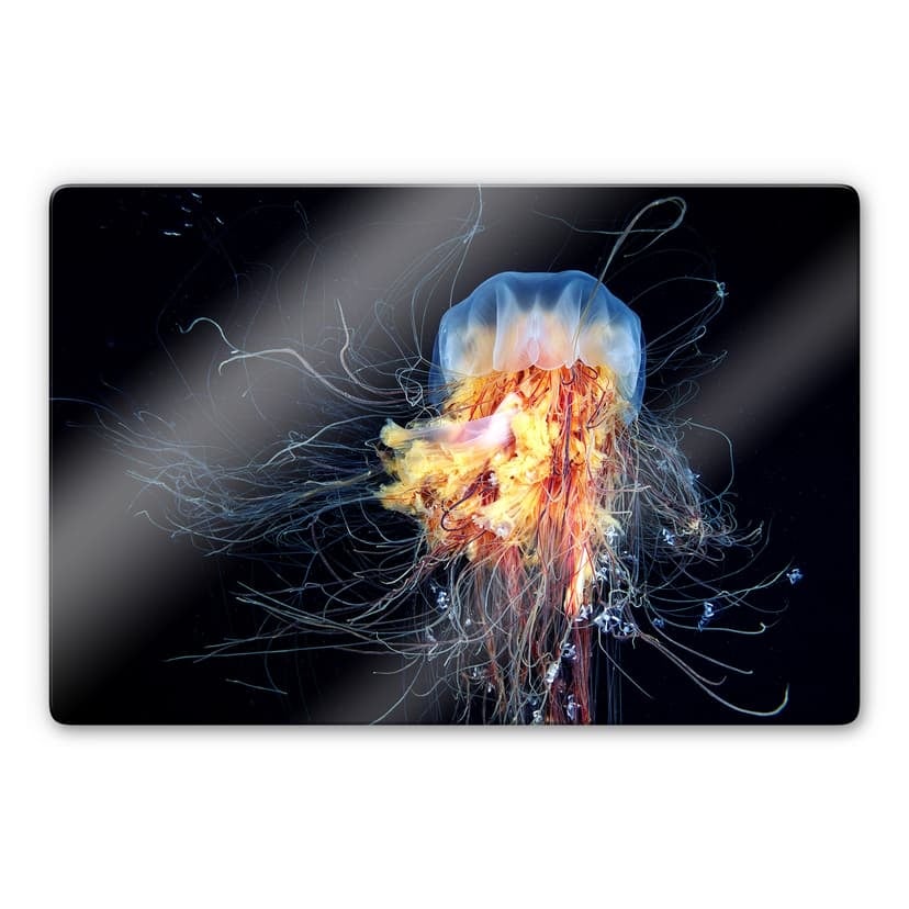 Stampa su vetro - Semenov - Amazing Jellyfish