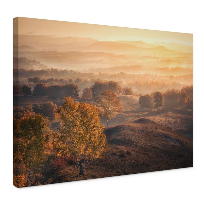 Stampe su tela Paesaggio - Betulle con la rugiada dorata del mattino - Cui