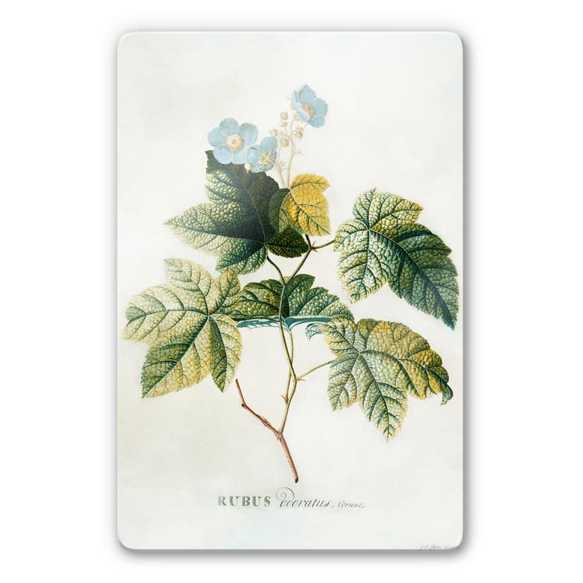 Ehret - Rubus