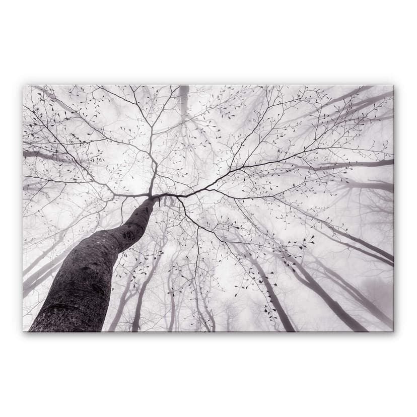 Stampa su vetro acrilico Pavlasek – Sulle cime degli alberi