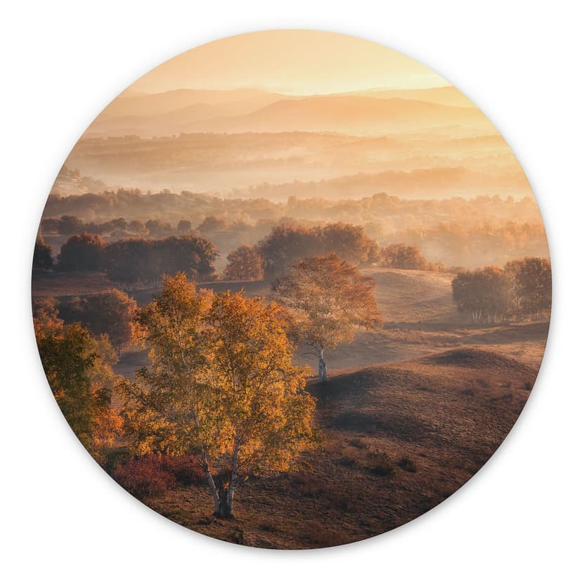 Stampe per pareti Betulle nella rugiada dorata del mattino - Cui - Alu-Dibond Round