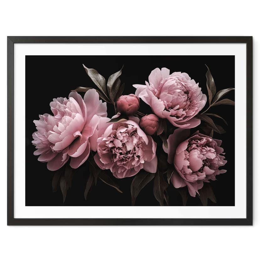 Poster Peonia rosa - Haase
