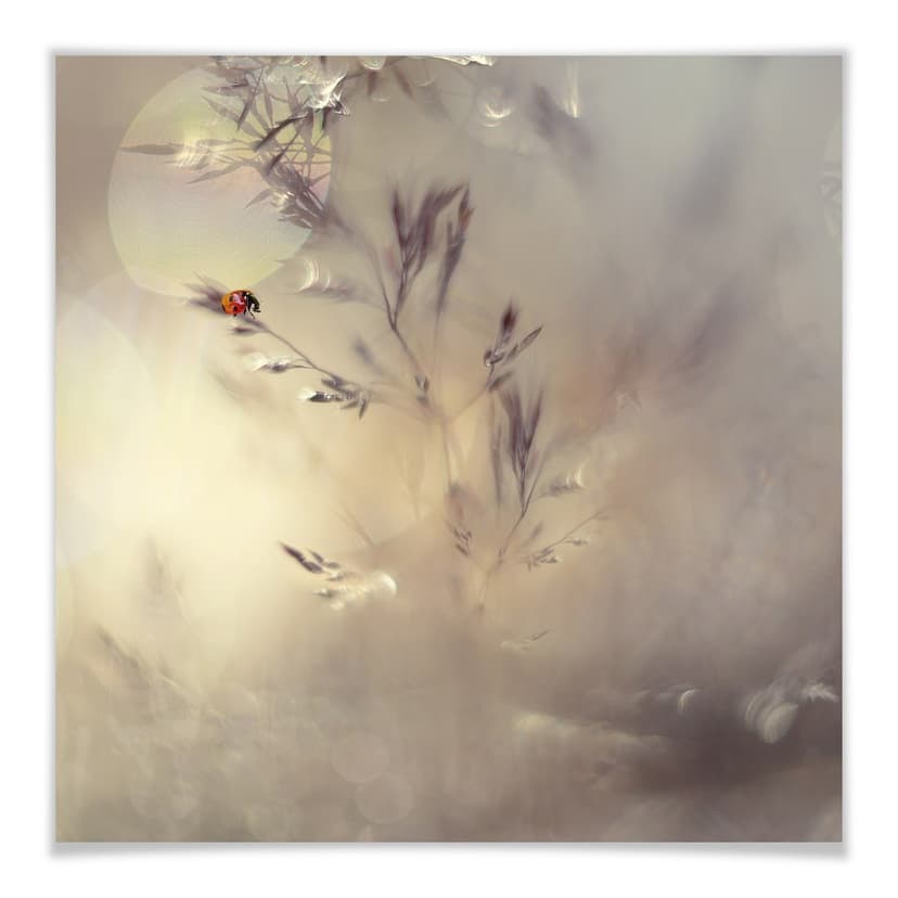 Poster Westum - Coccinella