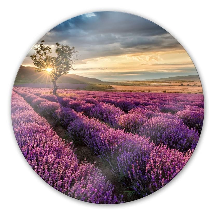 Fiori di lavanda in Provenza - tondo