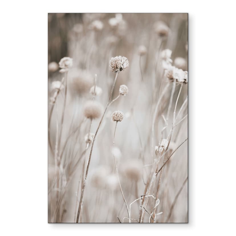 Stampe per pareti Fiori secchi in toni tenui - Annie - Alu-Dibond