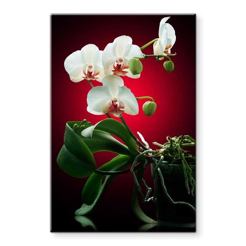 Splendore floreale di un'orchidea