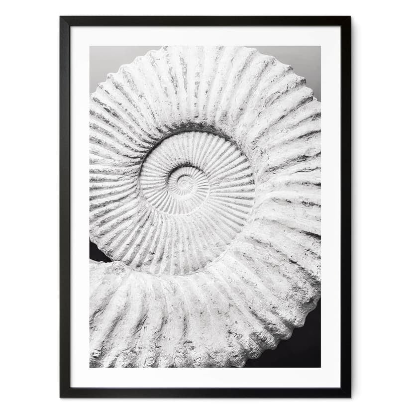 Poster Conchiglia fossile - Shot-by-Clint