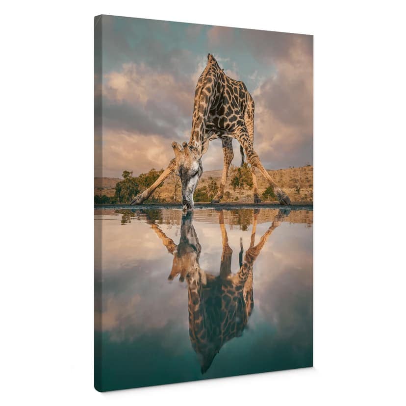 Stampe su tela Riflessione di una giraffa in libertà - Amtmann