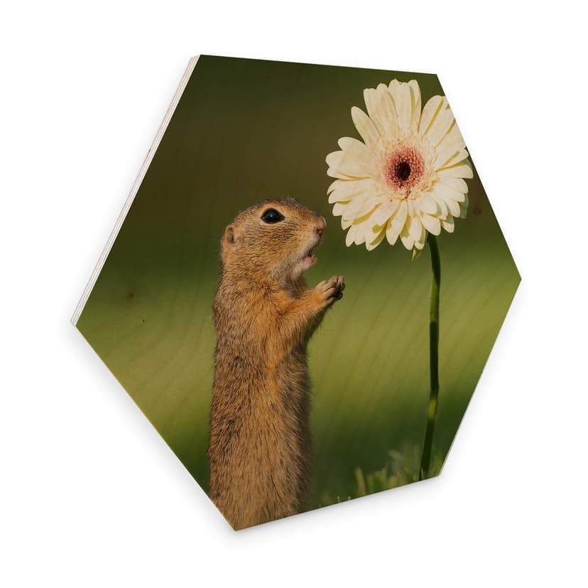 Esagoni in legno Duijn -Scoiattolo e gerbera