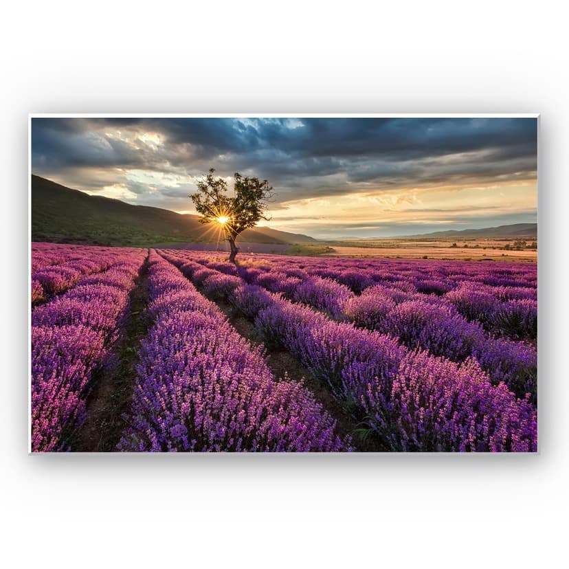 Stampa su Forex - Fiori di lavanda in Provenza