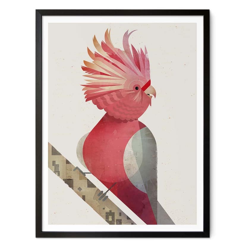 Poster Braun - Cacatua rosa