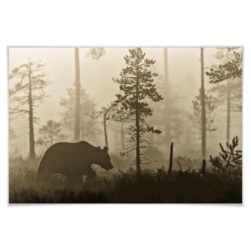Poster Ove Linde - Nebbia mattutina