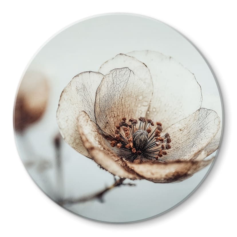Stampa su vetro Fiore secco Beige Natura Poesia - Treechild - Rotondo