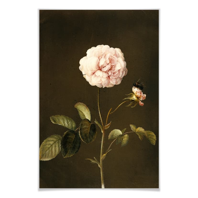 Poster Dietzsch - Rosa gallica con bombo