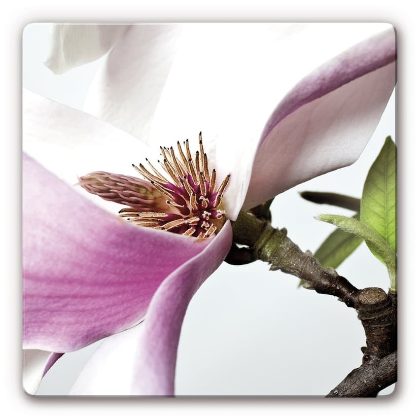 Stampa su vetro - Magnolia