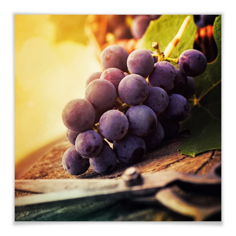 Poster - Vendemmia