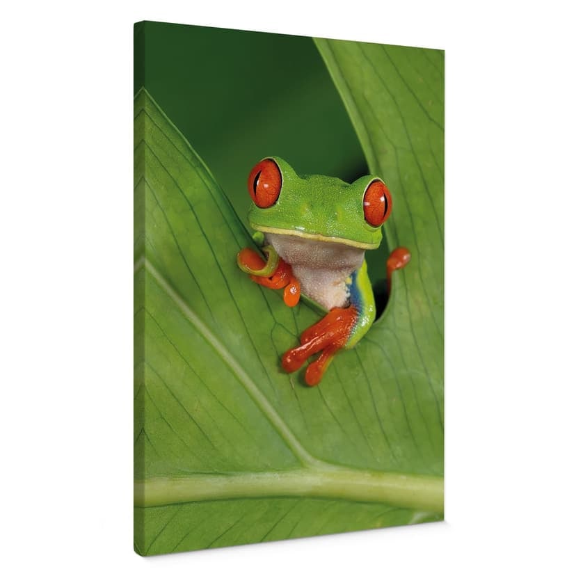 Stampe su tela Rana della foresta pluviale - van Duijn