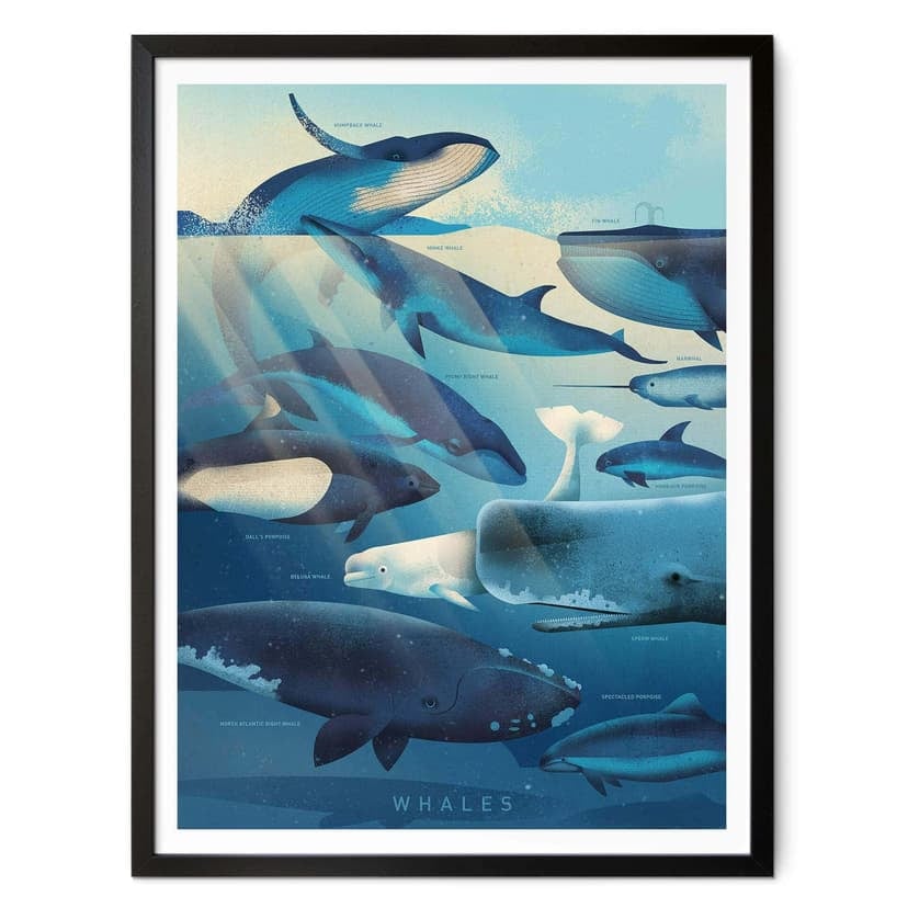 Poster Braun - Balene