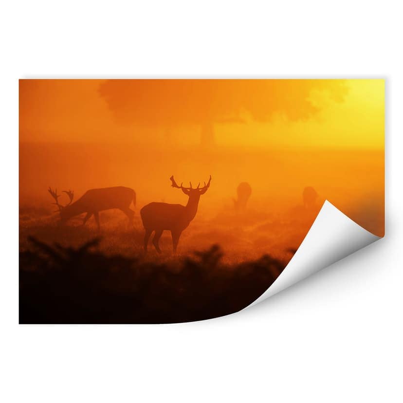 Wallprint - Cervo al tramonto