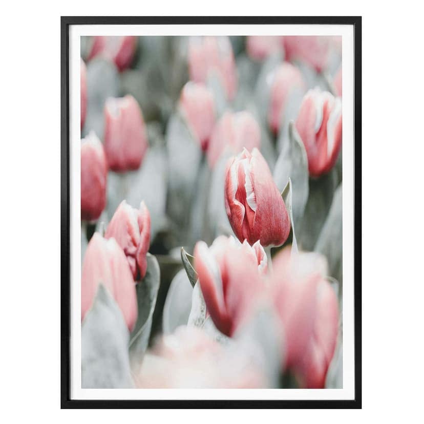 Poster Annie - Tulipani