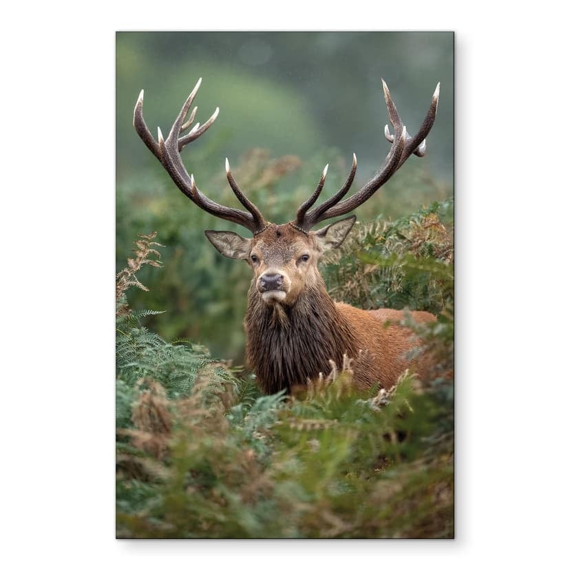 Stampe per pareti - Guardiano della foresta - van Duijn - Alluminio dibond