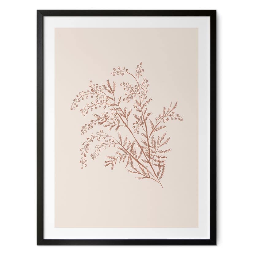 Poster Ramo di acacia in colori moka - Illustrazione di anice