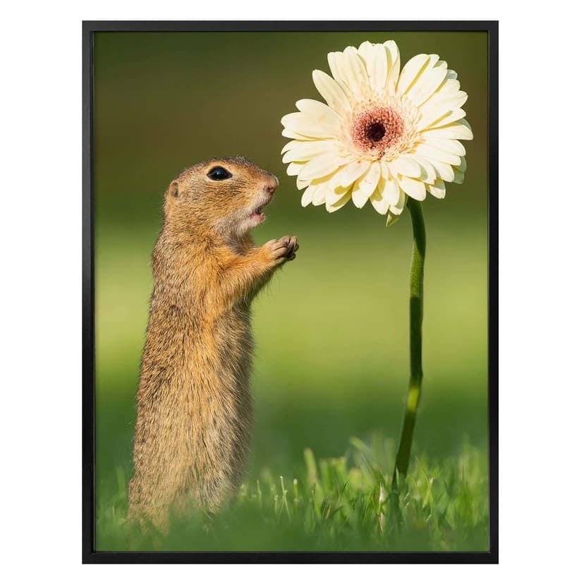 Poster Duijn -Scoiattolo e gerbera